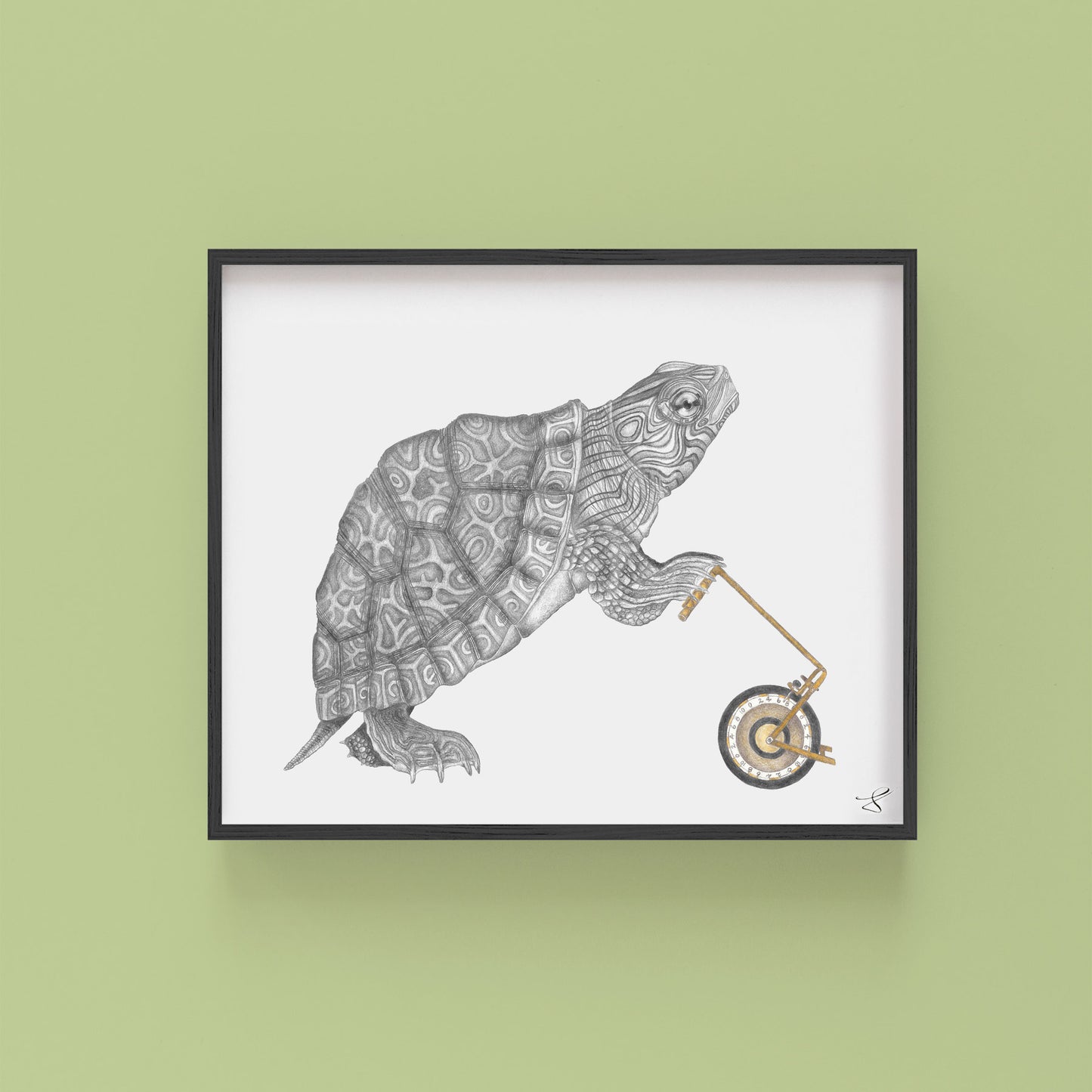 Hand-drawn pencil illustration of Muldoon Parker Common Map Turtle, Central & Gus 8x10 art print on 318gsm cotton paper in protective cello