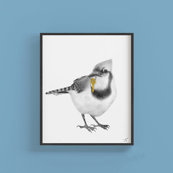 Hand-drawn pencil illustration of Ray Pembroke Blue Jay, Central & Gus 8x10 art print on 318gsm cotton paper in protective cello