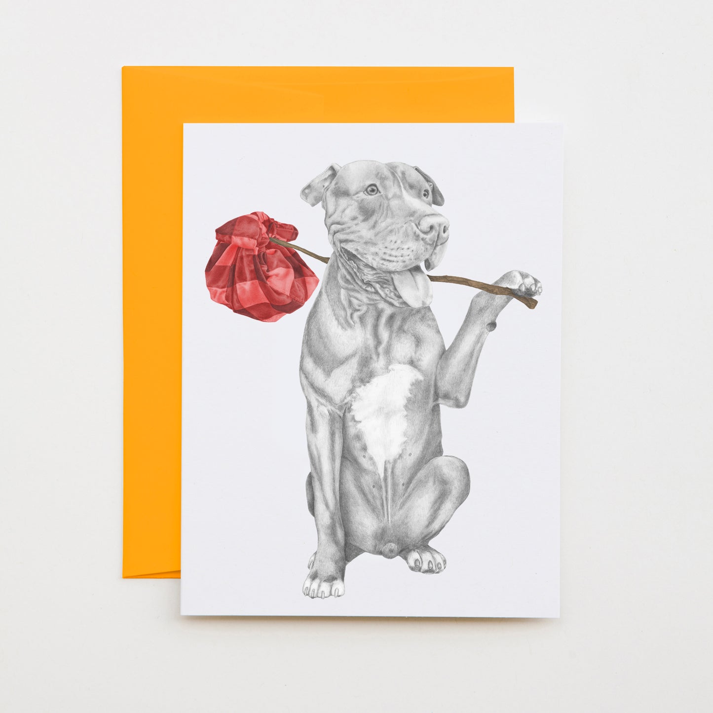 Hand-drawn pencil illustration of Mac Ar Aghaidh Linn Pit Bull Terrier Dog, Central & Gus A6 note card on cotton paper with goldenrod envelope